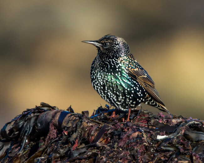 Starling