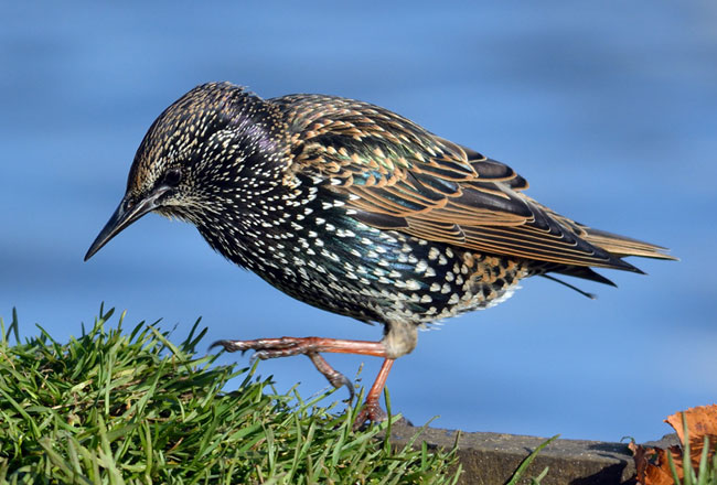 Female Starling