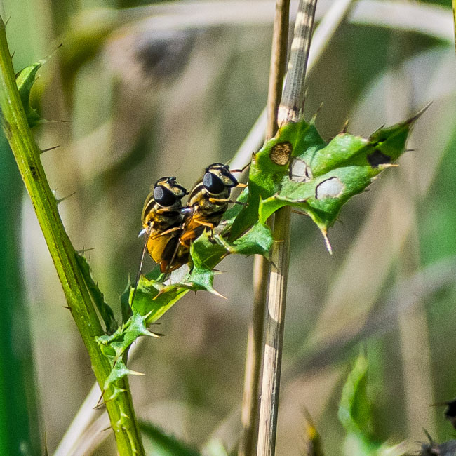 Hoverfly - Sun Fly