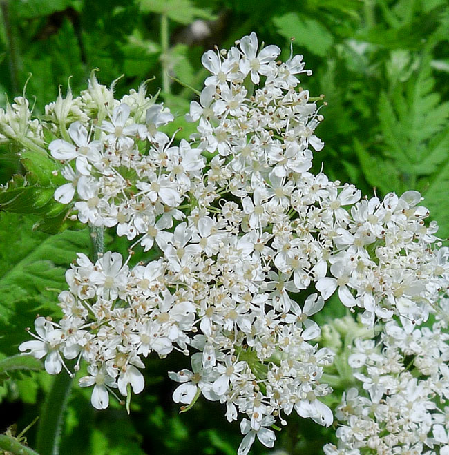 Sweet Cicely