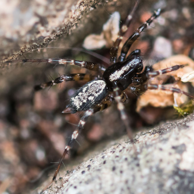 Spider - Textrix Denticulata
