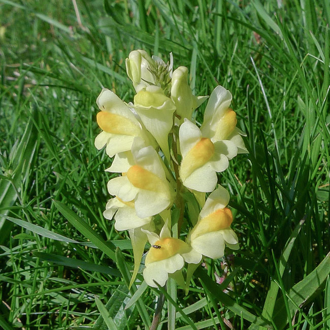 Common Toadflax
