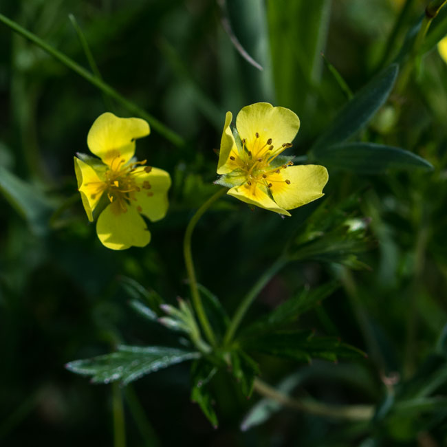 Common Tormentil