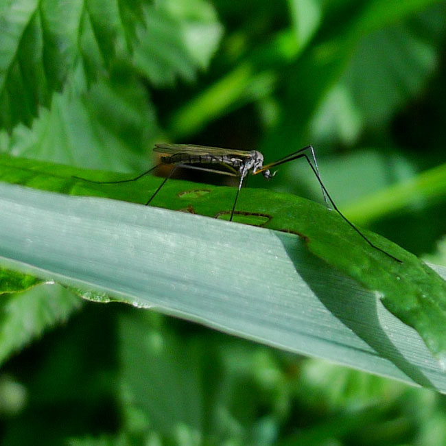 Cranefly - Trimicra Pilipes