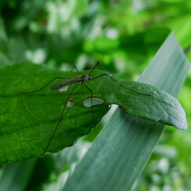 Cranefly - Trimicra Pilipes