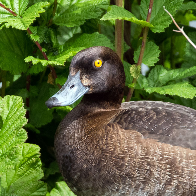 Tufted Duck