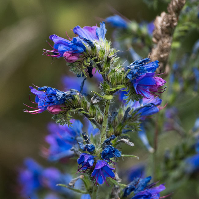 Viper's Bugloss