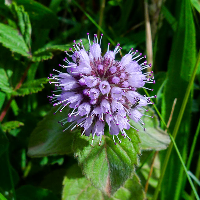 Water Mint