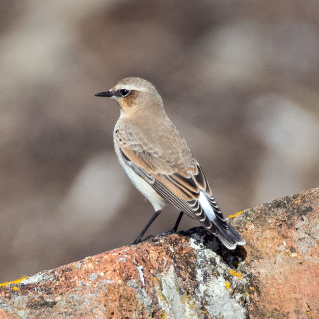 Wheatear