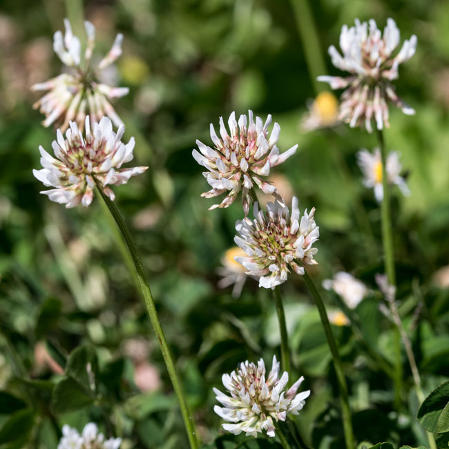 White Clover