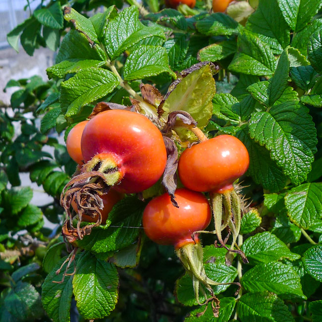 Wild Rose Fruit