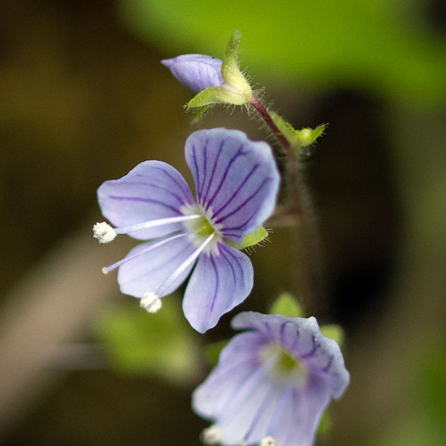 Wood Speedwell