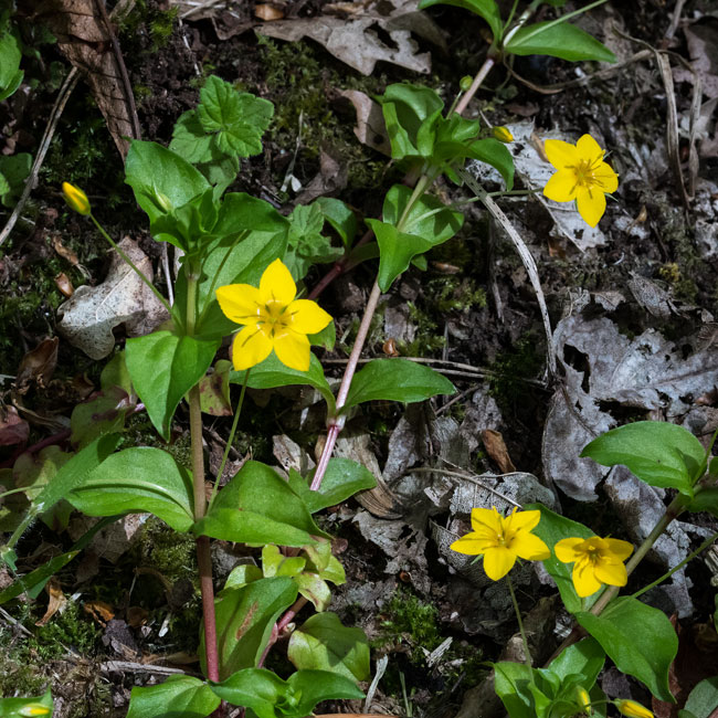 Yellow Pimpernel