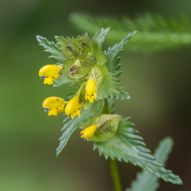 Yellow Rattle
