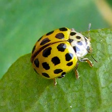 Beetle - Ladybird 22 Spot