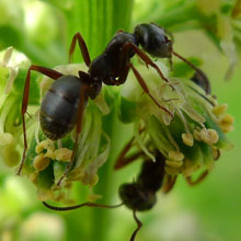 Ant - Black Garden
