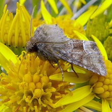 Moth - Rustic - Common