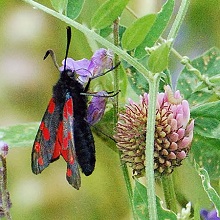 Moth -Narrow Bordered Five Spot Burnet