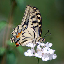 Butterfly - Swallow Tail