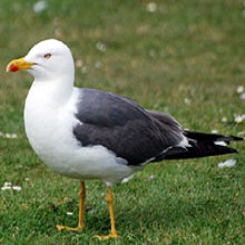 Gull - Yellow Legged