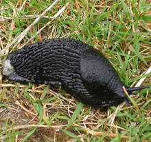 Mollusc - Slug - Black