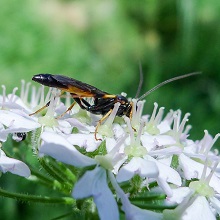 Sawfly -Aaglaostigma Aucupariae