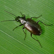 Beetle - Agonum Emarginatum