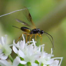 Sawfly - Allantus Calceatus
