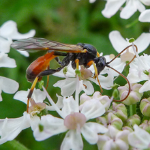 Wasp - Alomya Debellator