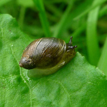 Mollusc - Snail - Amber