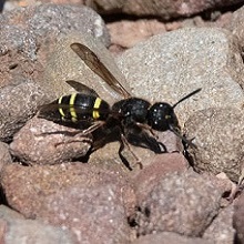 Wasp - Ancistrocerus Trifasciatus