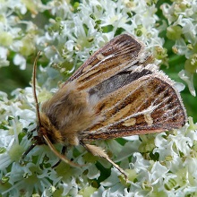 Moth - Antler