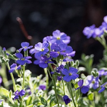Aubretia