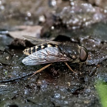 Fly - Horsefly - Band-eyed Brown