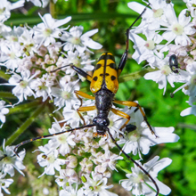 Beetle - Black and Yellow Longhorn