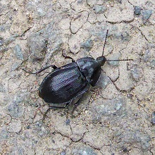 Beetle - Snail - Black