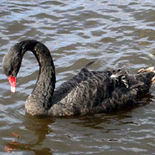 Swan - Black