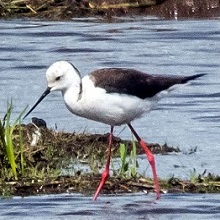Stilt - Black-winged
