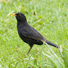 Blackbird