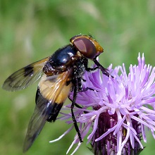 Hoverfly - Blotched Winged