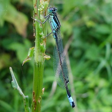 Damselfly - Blue Tailed