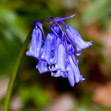 Bluebell - Common