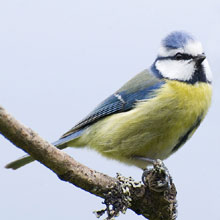 Tit - Blue