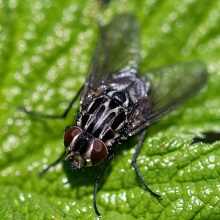 Fly - Brachicoma Devia