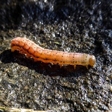 Caterpillar - Bright Line- Bright Eye Moth