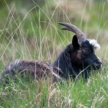 Goat - British Primitive