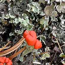 Lichen - British Soldiers