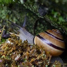 Mollusc - Snail - Brown Lipped