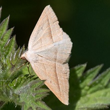 Moth - Brown Silver-line