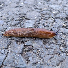 Mollucs - Slug - Brown
